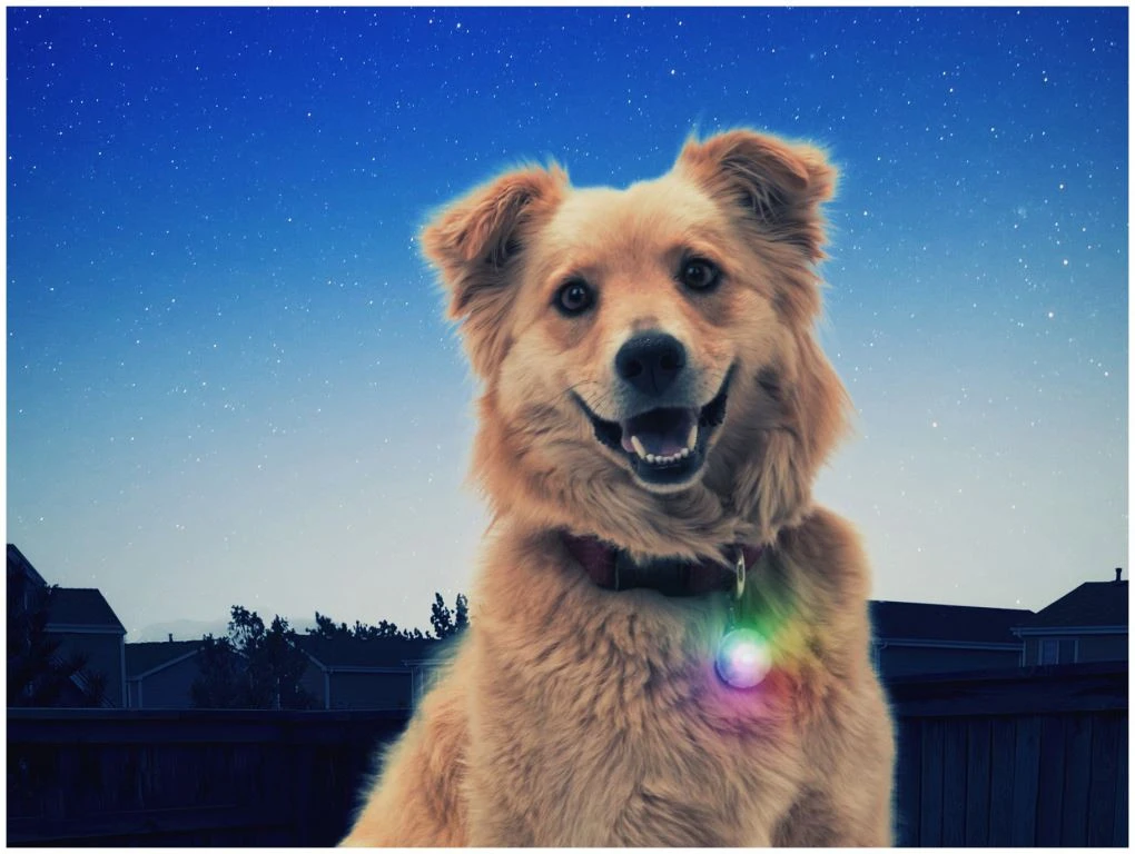 Nite Ize SpotLit Led Collar Light Disco 4 Nite Ize SpotLit Led Collar Light Disco – Image 4